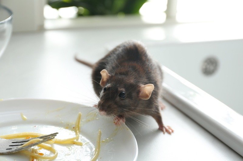 Quels raticides efficaces pour lutter contre les rats ?