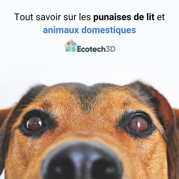 Tout savoir sur les punaises de lit et animaux domestiques