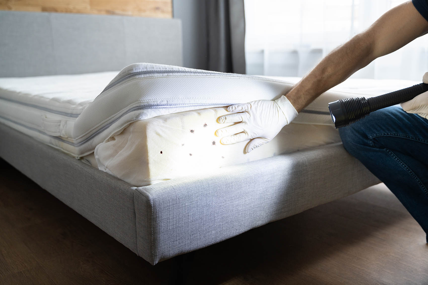 Punaises de lit : comment les éliminer de son matelas ? L'astuce très  simple d'un expert : Femme Actuelle Le MAG