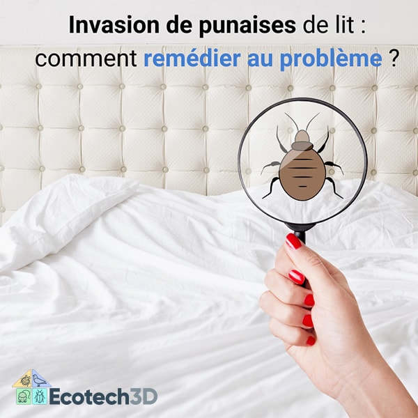 
Invasion de punaises de lit : comment remédier au problème ?
