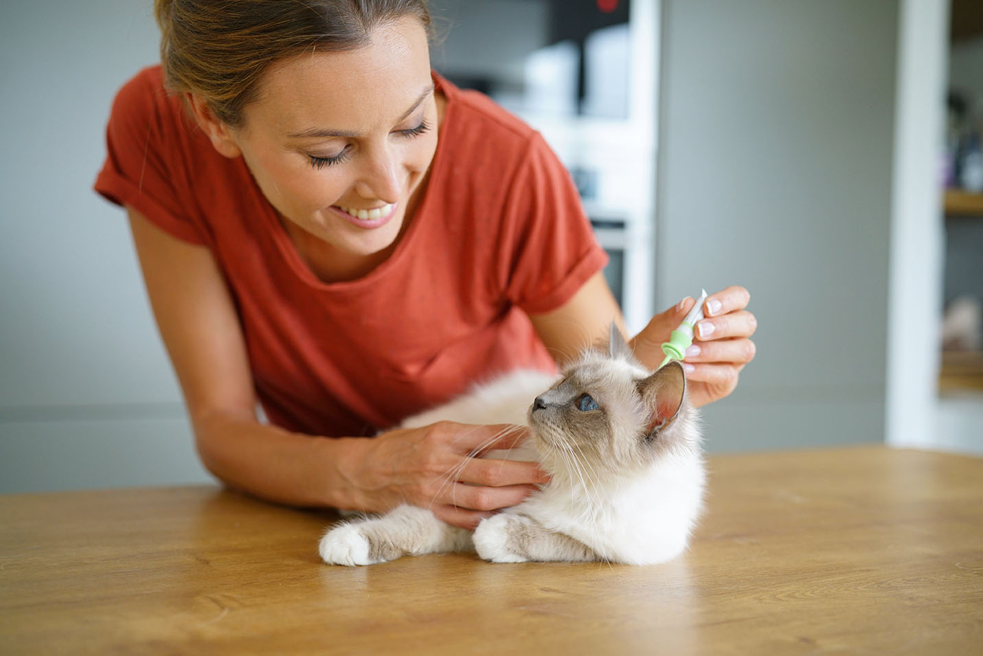 Piqûre de punaise sur un chat : quelles conséquences ?