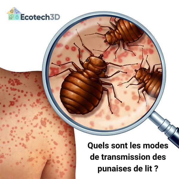 Quels sont les modes de transmission des punaises de lit ?