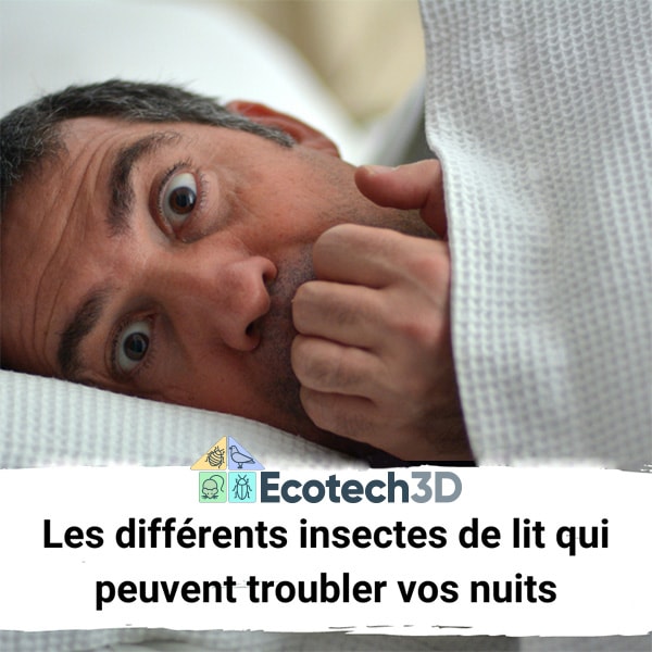 Les différents insectes de lit qui peuvent troubler vos nuits