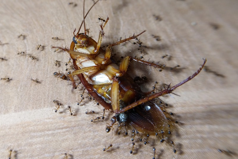 Désinsectisation Le cafard et la blatte