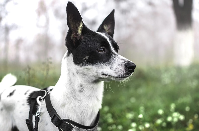 Pourquoi faire appel à un chien renifleur de punaises de lit