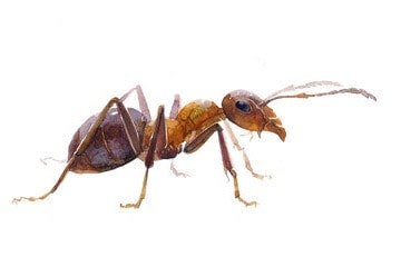 Les fourmis : un problème du quotidien