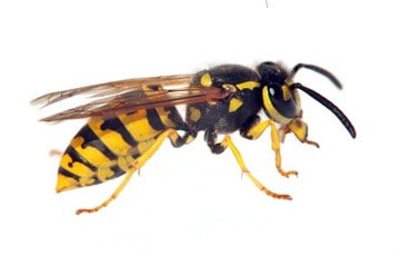 Guêpe : tout savoir de ces insectes envahissants