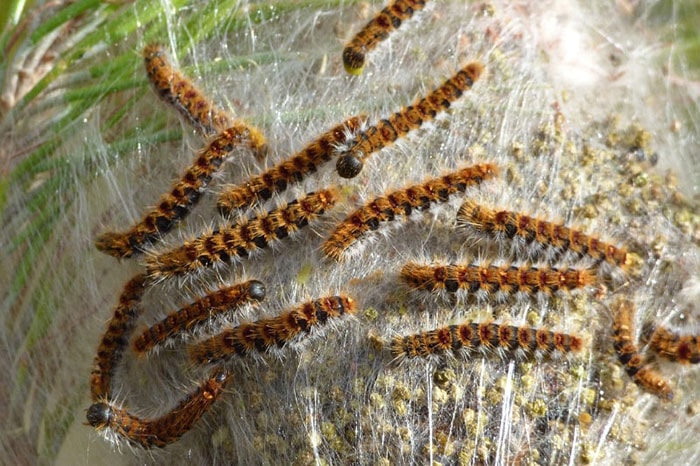 Désinsectisation La chenille processionnaire