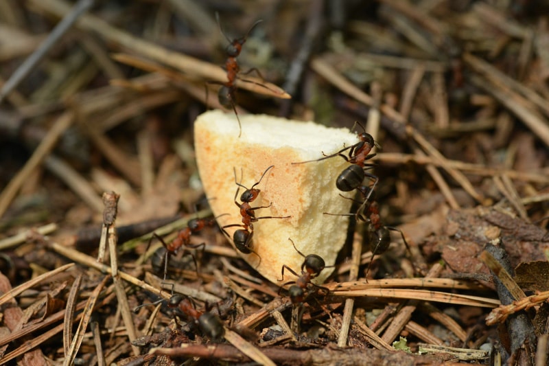 Désinsectisation La fourmi