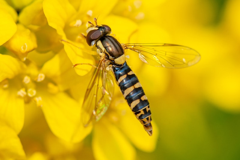 Désinsectisation Le frelon