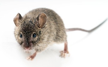 Comment reconnaître un mulot