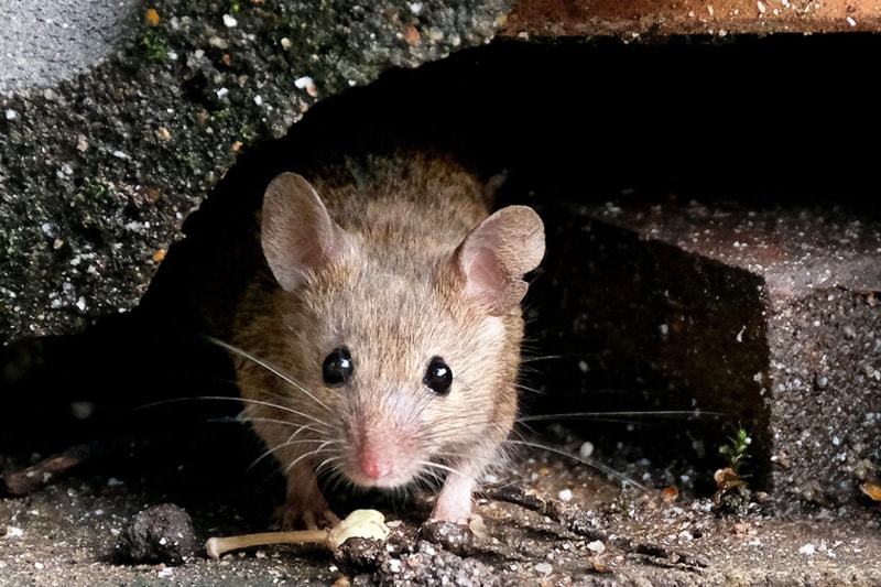 Dératisation Souris