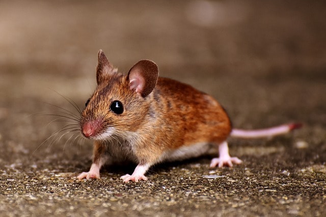 Quelles sont les caractéristiques des souris ?
