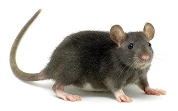Tout savoir sur les surmulots et leur mode de vie